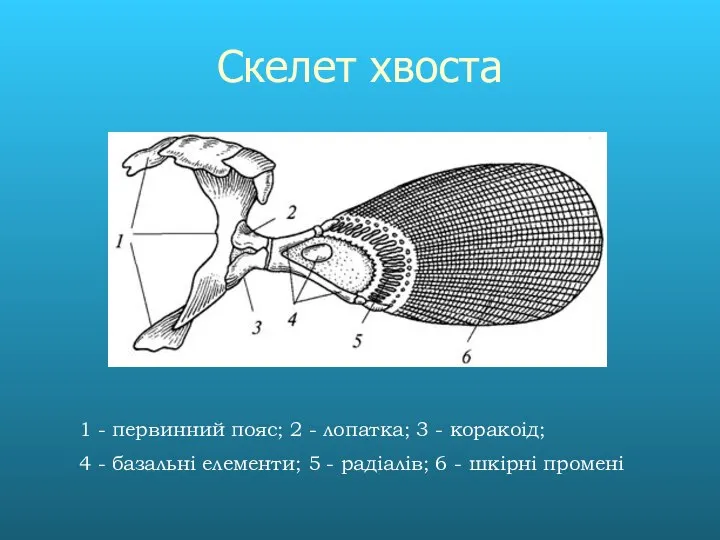 Скелет хвоста 1 - первинний пояс; 2 - лопатка; 3 -