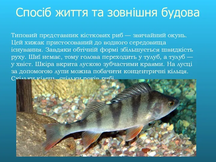 Спосіб життя та зовнішня будова Типовий представник кісткових риб — звичайний