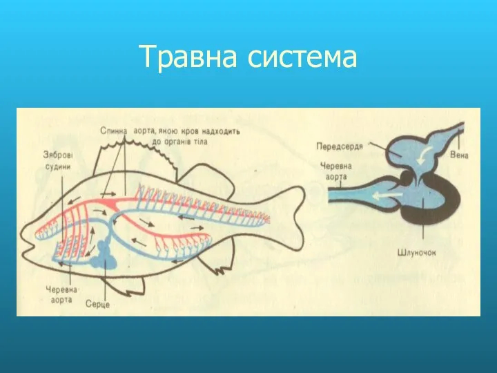 Травна система