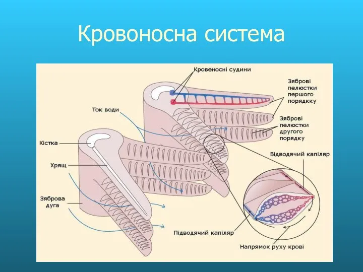 Кровоносна система