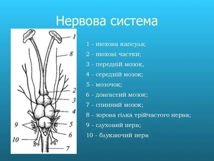 Нервова система 1 - нюхова капсула; 2 - нюхові частки; 3