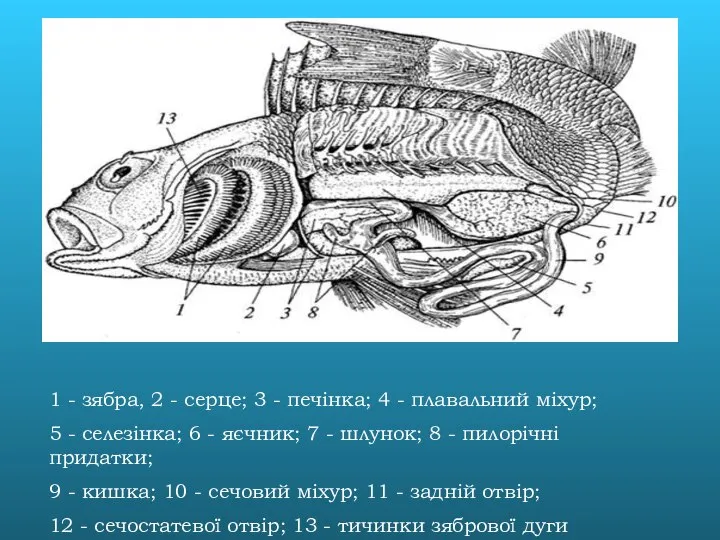 1 - зябра, 2 - серце; 3 - печінка; 4 -