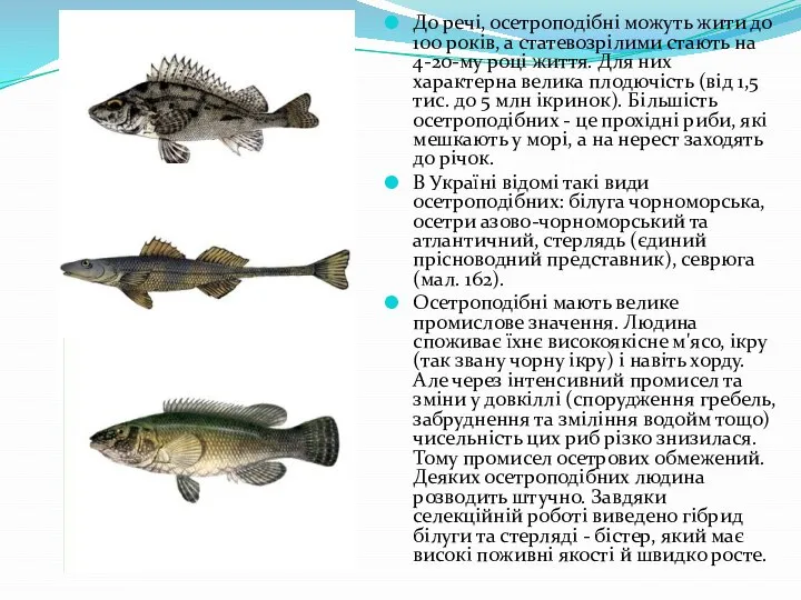До речі, осетроподібні можуть жити до 100 років, а статевозрілими стають