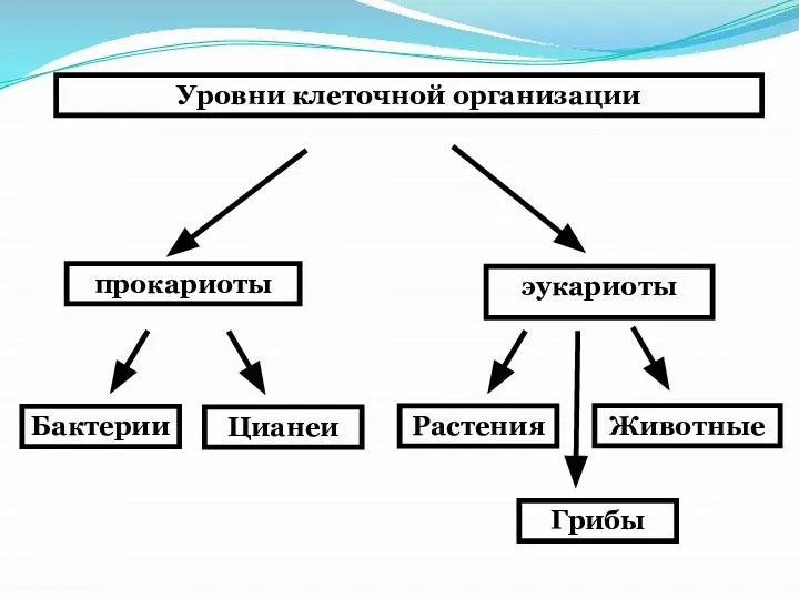 Уровни клеточной организации Бактерии Цианеи Растения Грибы Животные