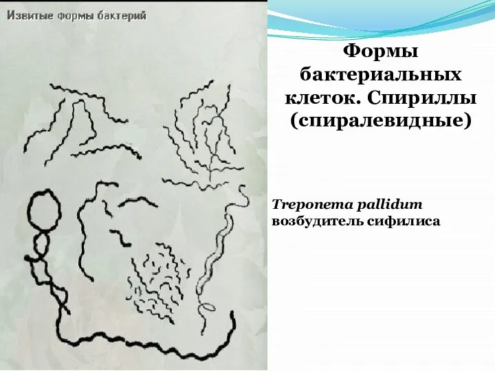 Формы бактериальных клеток. Спириллы (спиралевидные) Treponema pallidum возбудитель сифилиса