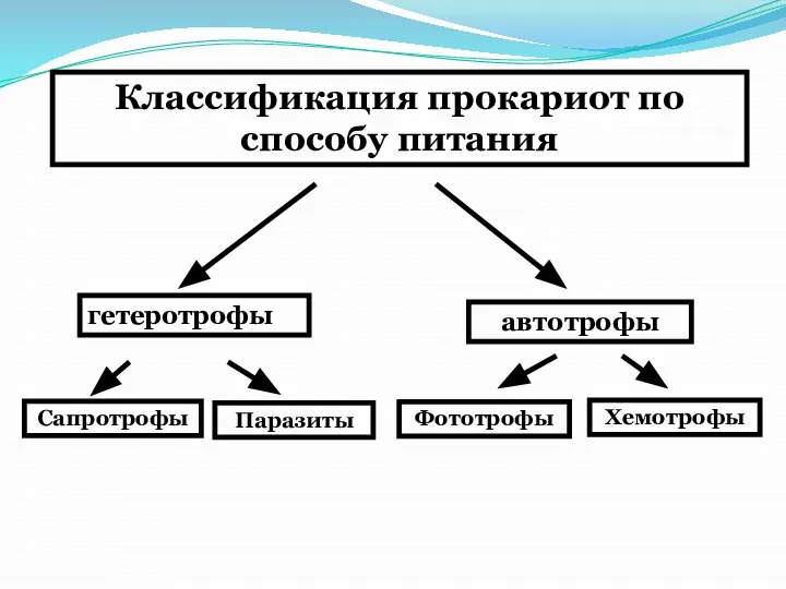 Классификация прокариот по способу питания