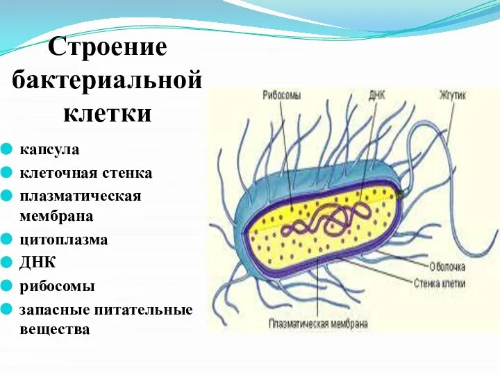 Строение бактериальной клетки капсула клеточная стенка плазматическая мембрана цитоплазма ДНК рибосомы запасные питательные вещества