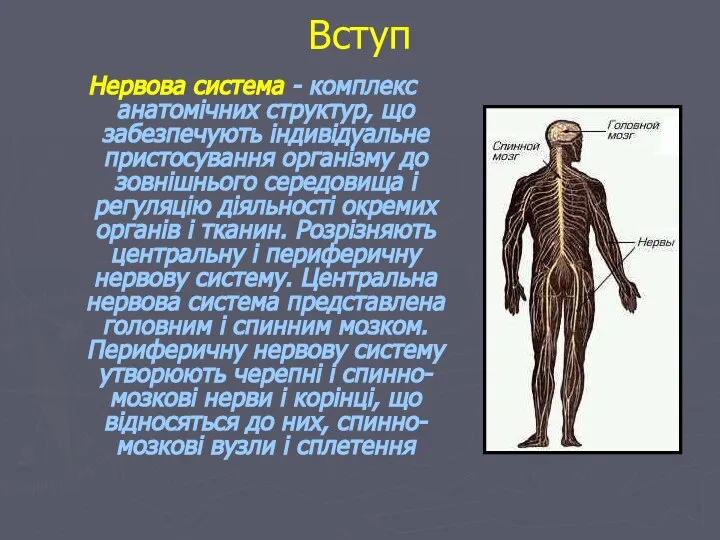 Вступ Нервова система - комплекс анатомічних структур, що забезпечують індивідуальне пристосування