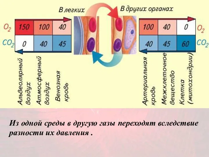 Из одной среды в другую газы переходят вследствие разности их давления .