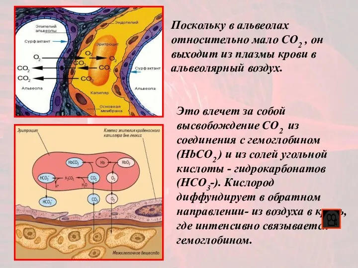 Это влечет за собой высвобождение CO2 из соединения с гемоглобином (HbСO2