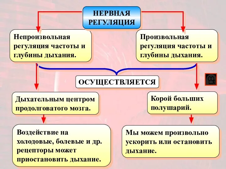 Непроизвольная регуляция частоты и глубины дыхания. ОСУЩЕСТВЛЯЕТСЯ НЕРВНАЯ РЕГУЛЯЦИЯ Произвольная регуляция