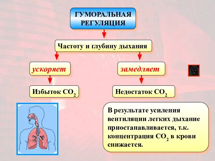 ГУМОРАЛЬНАЯ РЕГУЛЯЦИЯ Частоту и глубину дыхания ускоряет Избыток CO2 замедляет Недостаток