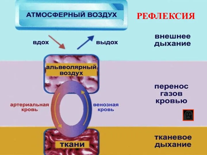 РЕФЛЕКСИЯ