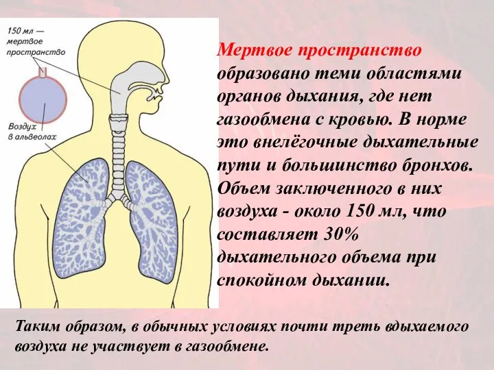 Мертвое пространство образовано теми областями органов дыхания, где нет газообмена с