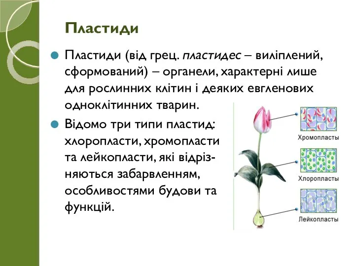 Пластиди (від грец. пластидес – виліплений, сформований) – органели, характерні лише