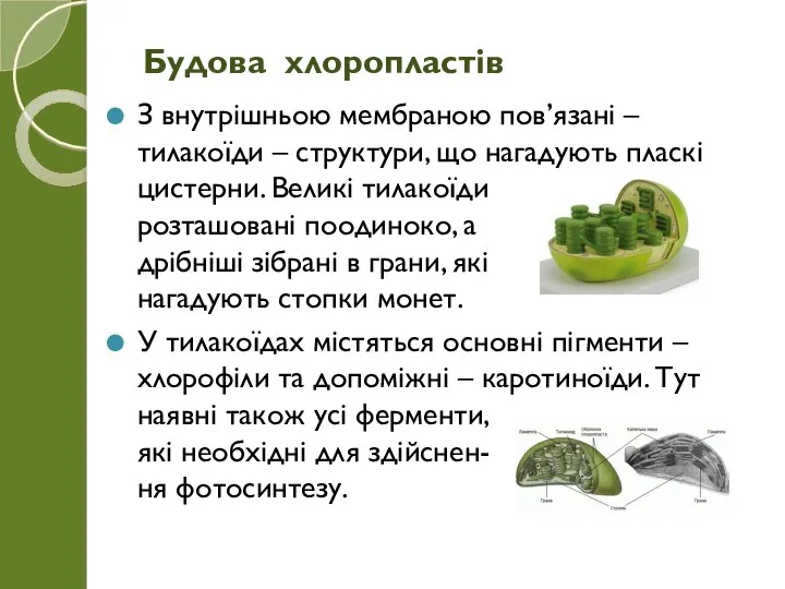 З внутрішньою мембраною пов’язані – тилакоїди – структури, що нагадують пласкі