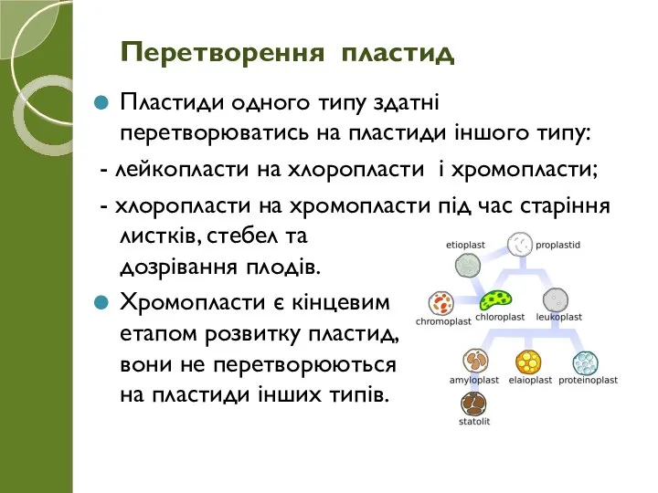 Пластиди одного типу здатні перетворюватись на пластиди іншого типу: - лейкопласти