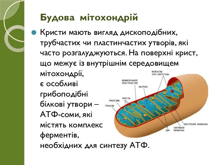 Кристи мають вигляд дископодібних, трубчастих чи пластинчастих утворів, які часто розгалуджуються.