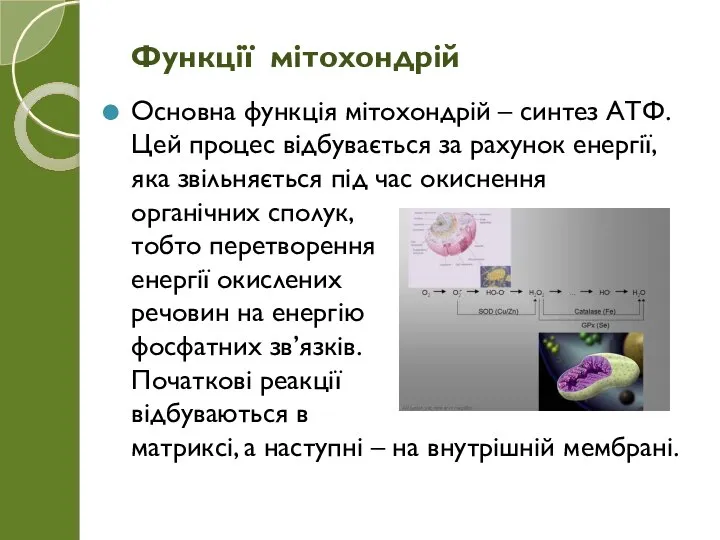 Основна функція мітохондрій – синтез АТФ. Цей процес відбувається за рахунок