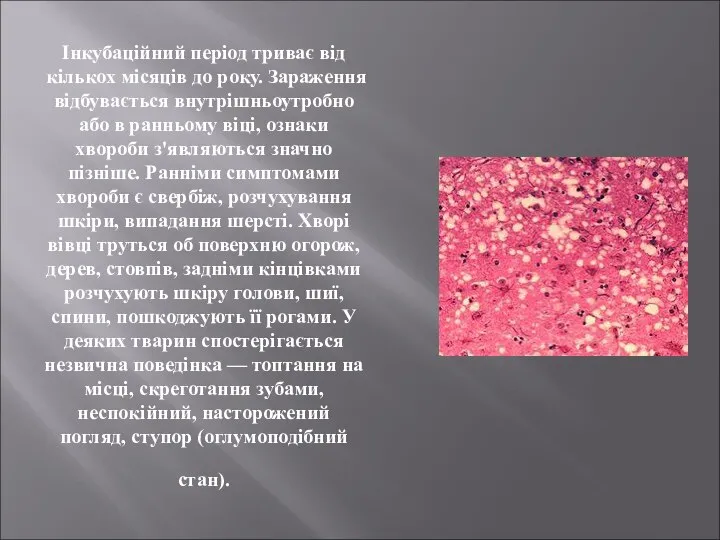 Інкубаційний період триває від кількох місяців до року. Зараження відбувається внутрішньоутробно