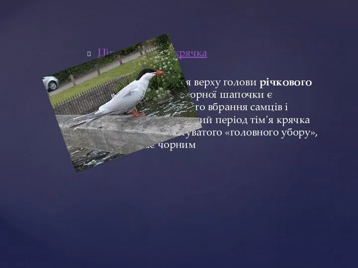 Цікавинки про крячка Темне забарвлення верху голови річкового крячка у вигляді