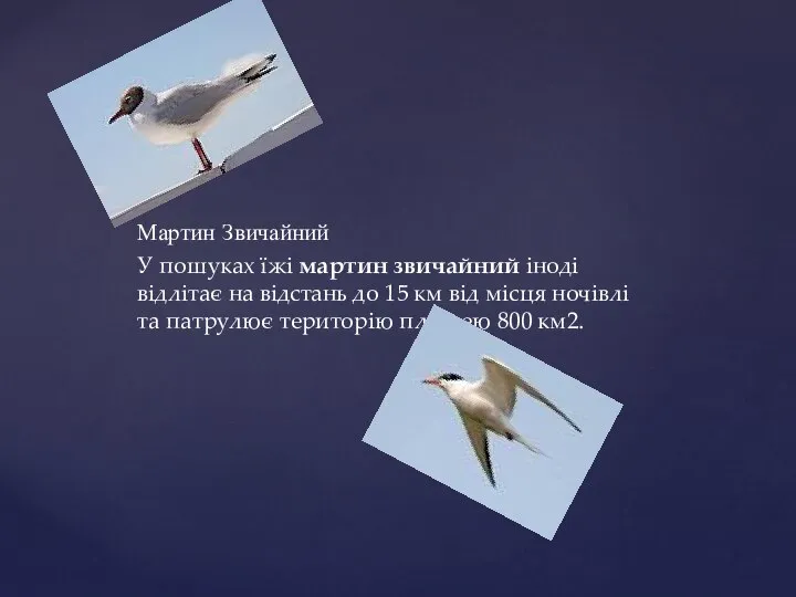 Мартин Звичайний У пошуках їжі мартин звичайний іноді відлітає на відстань