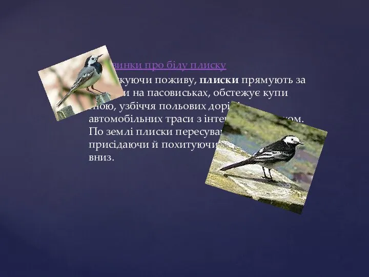 Цікавинки про білу плиску Відшукуючи поживу, плиски прямують за стадами на