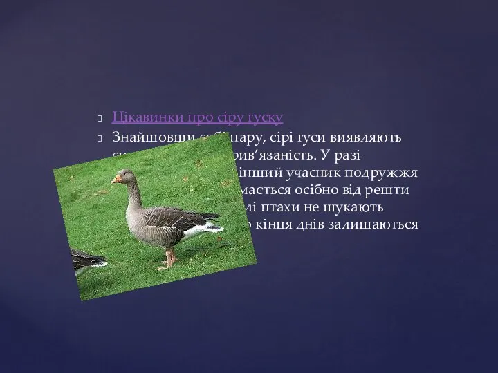 Цікавинки про сіру гуску Знайшовши собі пару, сірі гуси виявляють сильну