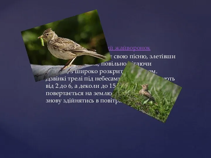 Дивовижний польовий жайворонок Жайворонок починає свою пісню, злетівши на висоту 50-100