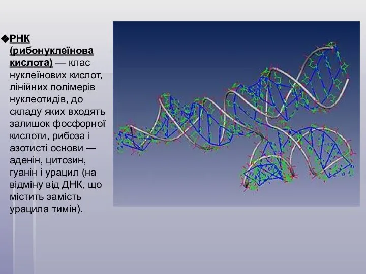 РНК (рибонуклеїнова кислота) — клас нуклеїнових кислот, лінійних полімерів нуклеотидів, до