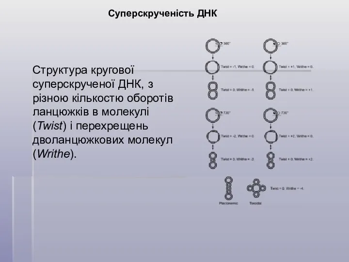 Суперскрученість ДНК Структура кругової суперскрученої ДНК, з різною кількостю оборотів ланцюжків