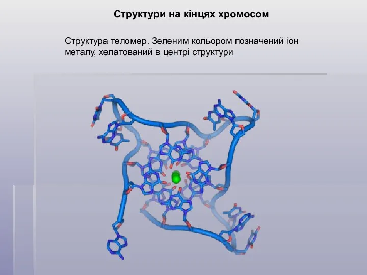 Структури на кінцях хромосом Структура теломер. Зеленим кольором позначений іон металу, хелатований в центрі структури