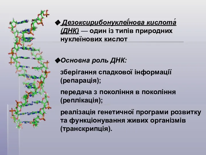 Дезоксирибонуклеї́нова кислота́ (ДНК) — один із типів природних нуклеїнових кислот Основна