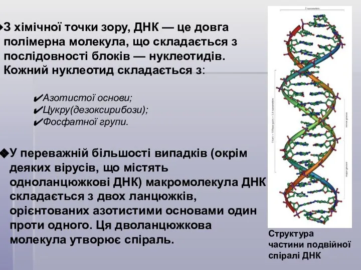 З хімічної точки зору, ДНК — це довга полімерна молекула, що