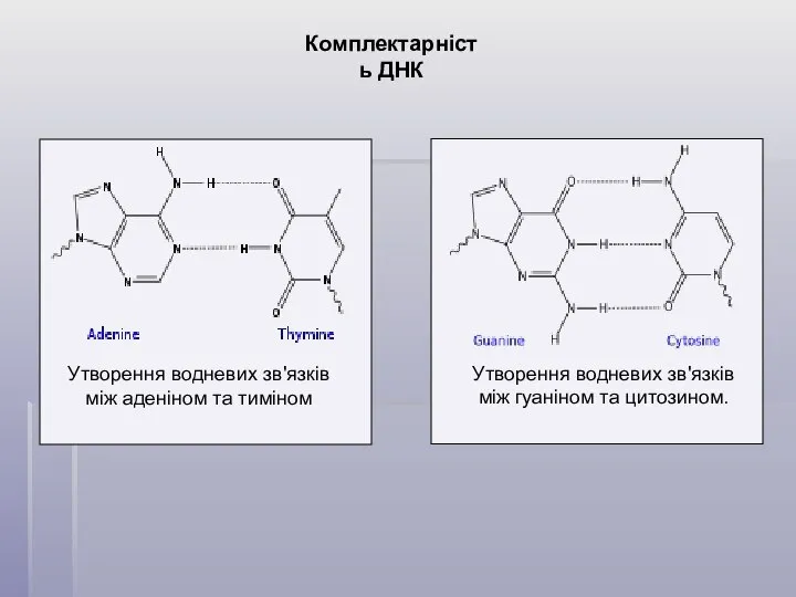 Комплектарність ДНК