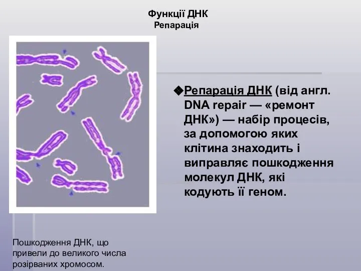 Функції ДНК Репарація Репарація ДНК (від англ. DNA repair — «ремонт