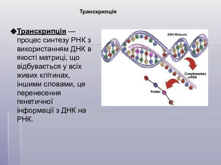 Транскрипція Транскрипція — процес синтезу РНК з використанням ДНК в якості