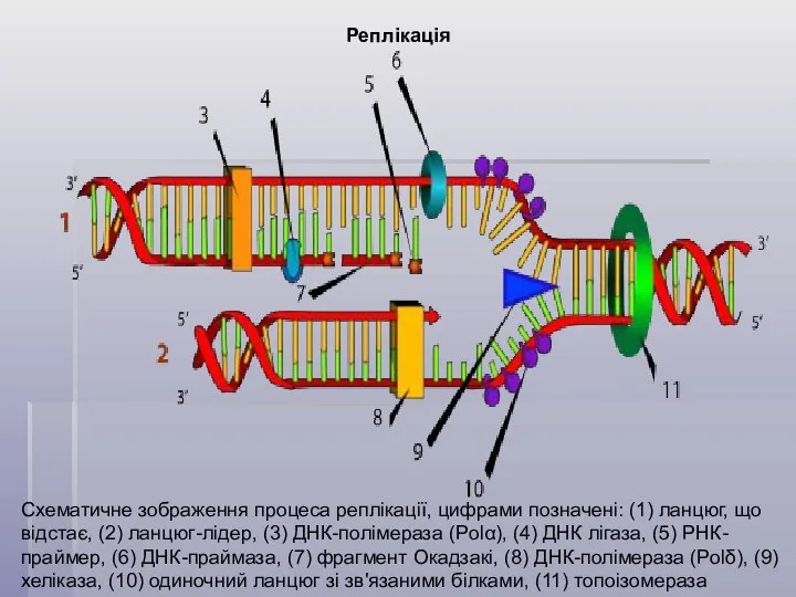 Реплікація Схематичне зображення процеса реплікації, цифрами позначені: (1) ланцюг, що відстає,