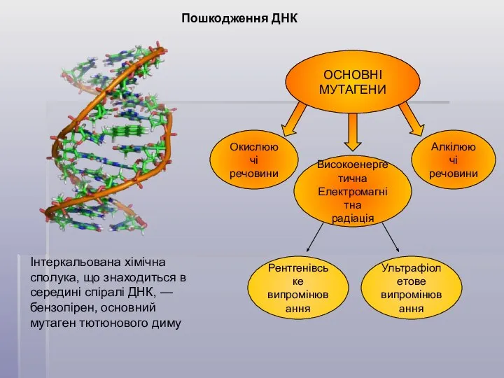 Пошкодження ДНК