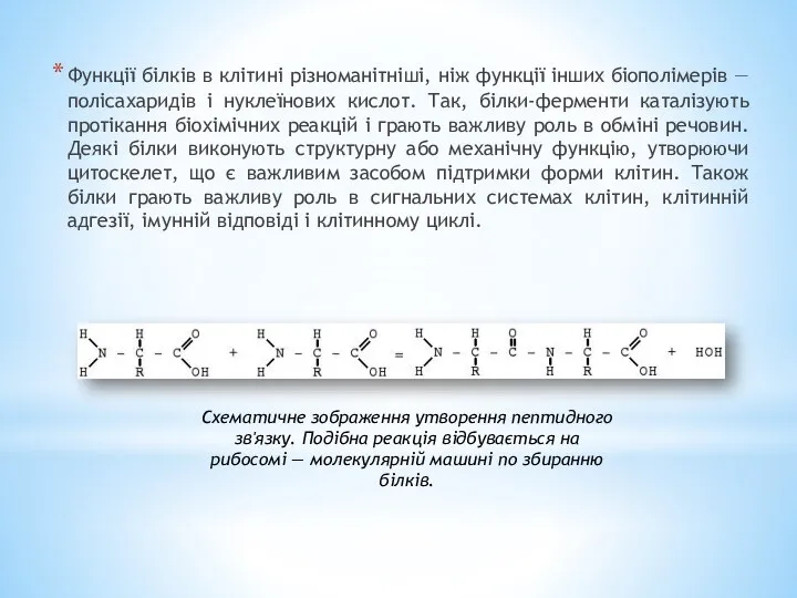 Функції білків в клітині різноманітніші, ніж функції інших біополімерів — полісахаридів