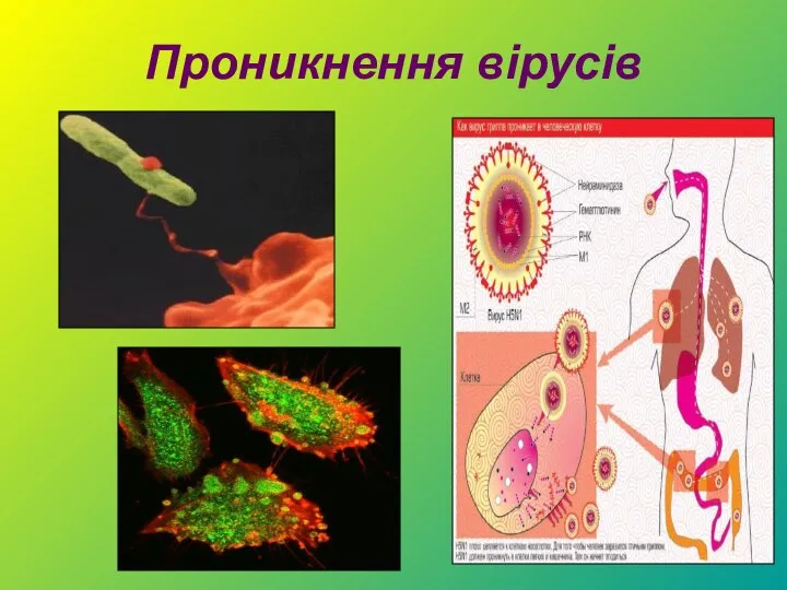 Проникнення вірусів