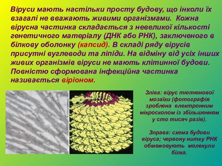 Віруси мають настільки просту будову, що інколи їх взагалі не вважають