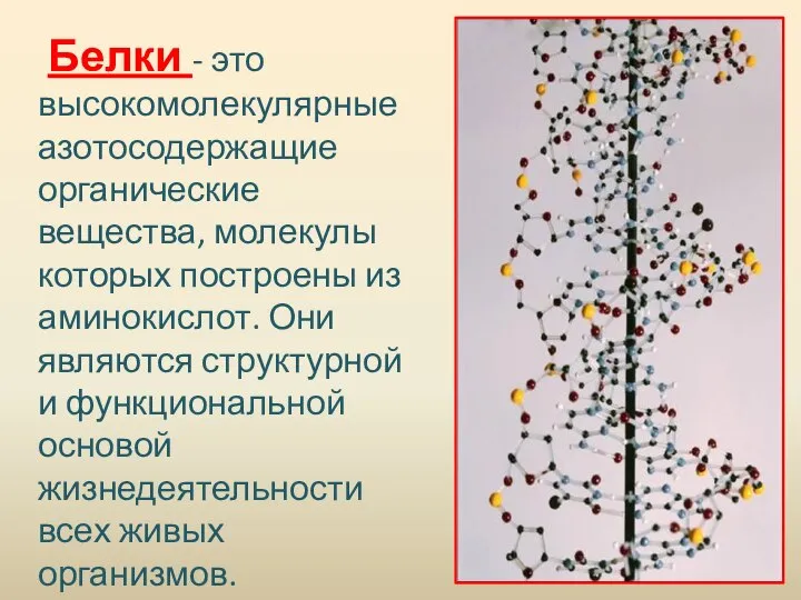 Белки - это высокомолекулярные азотосодержащие органические вещества, молекулы которых построены из