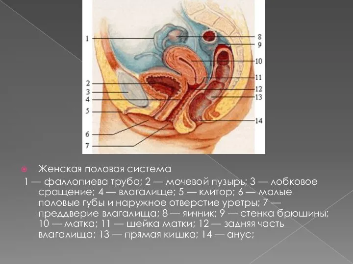 ж Женская половая система 1 — фаллопиева труба; 2 — мочевой