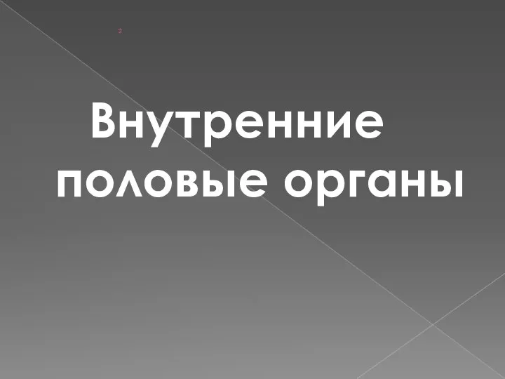 2 Внутренние половые органы