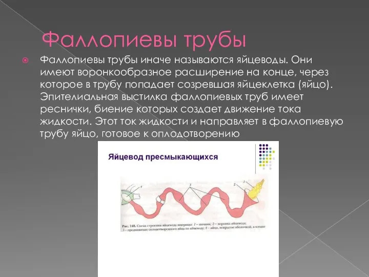 Фаллопиевы трубы Фаллопиевы трубы иначе называются яйцеводы. Они имеют воронкообразное расширение