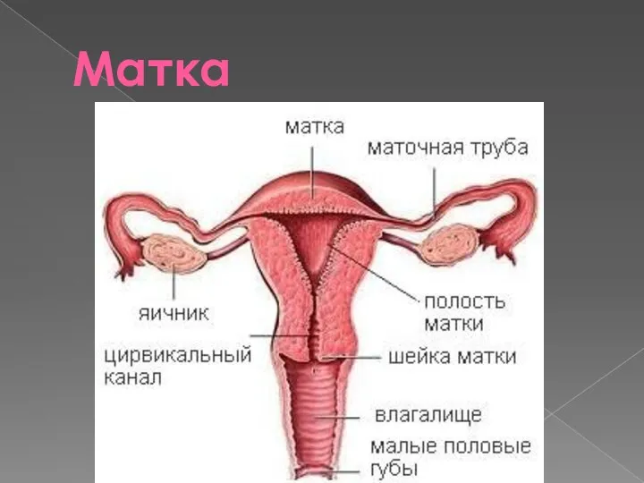 Матка о