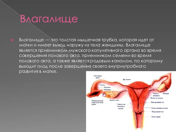 Влагалище Влагалище — это толстая мышечная трубка, которая идет от матки