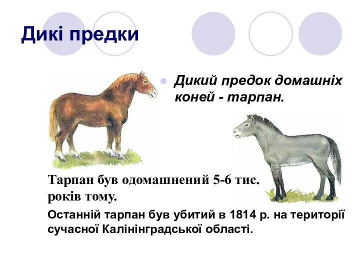 Дикі предки Дикий предок домашніх коней - тарпан. Тарпан був одомашнений