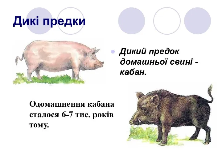 Дикі предки Дикий предок домашньої свині - кабан. Одомашнення кабана сталося 6-7 тис. років тому.